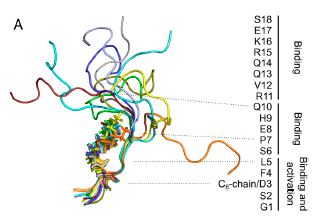 Structure And Dynamics Of G Protein Coupled Receptor Bound Ghrelin Reveal The Critical Role Of The Octanoyl Chain Ibmm Peptide Team
