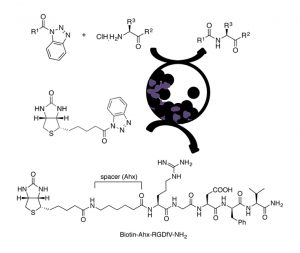 N-acyl benzotriazole derivatives for the synthesis of dipeptides and tripeptides and peptide biotinylation by mechanochemistry